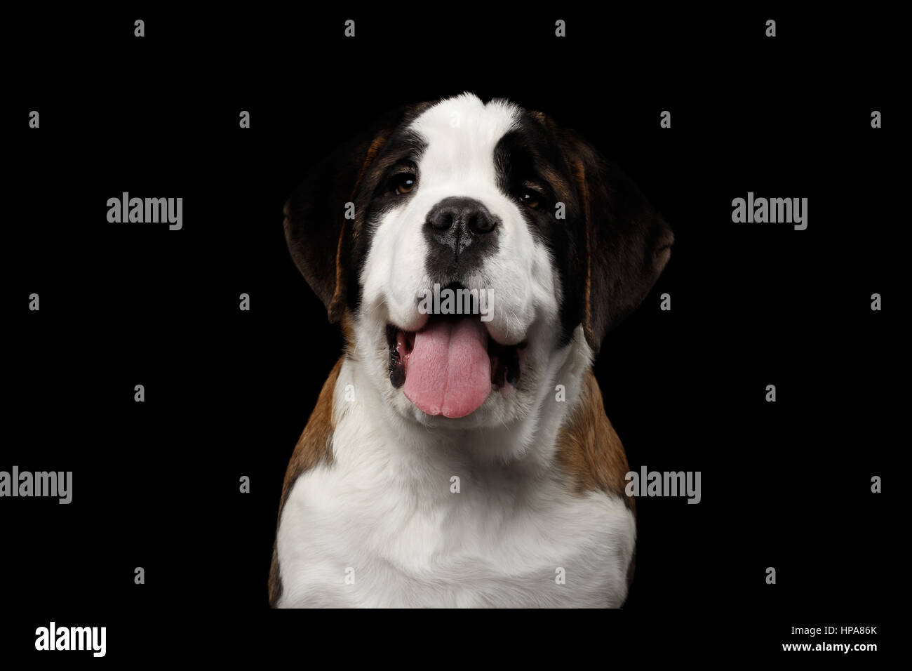 Saint Bernard Purebred Welpen auf schwarzem Hintergrund isoliert Stockfoto