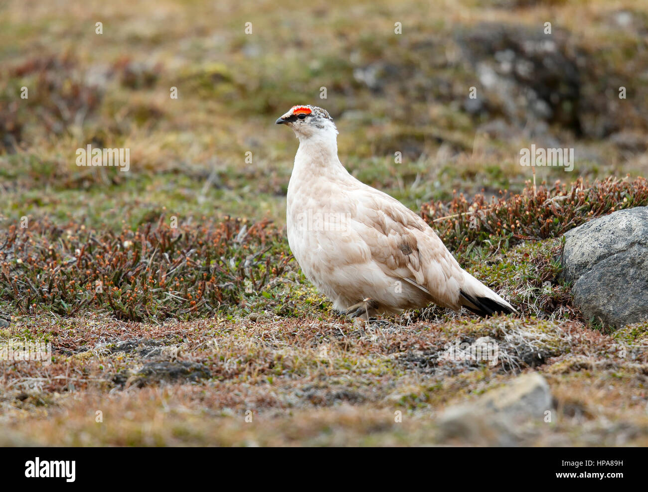 Svalbard Ptarmigan - Longyearbyen, Norwegen Stockfoto