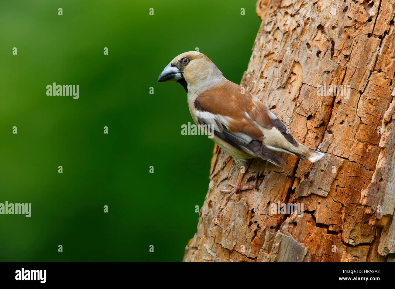 [Hawfinch cocothraustes cocothraustes] - Bulgarien Stockfoto