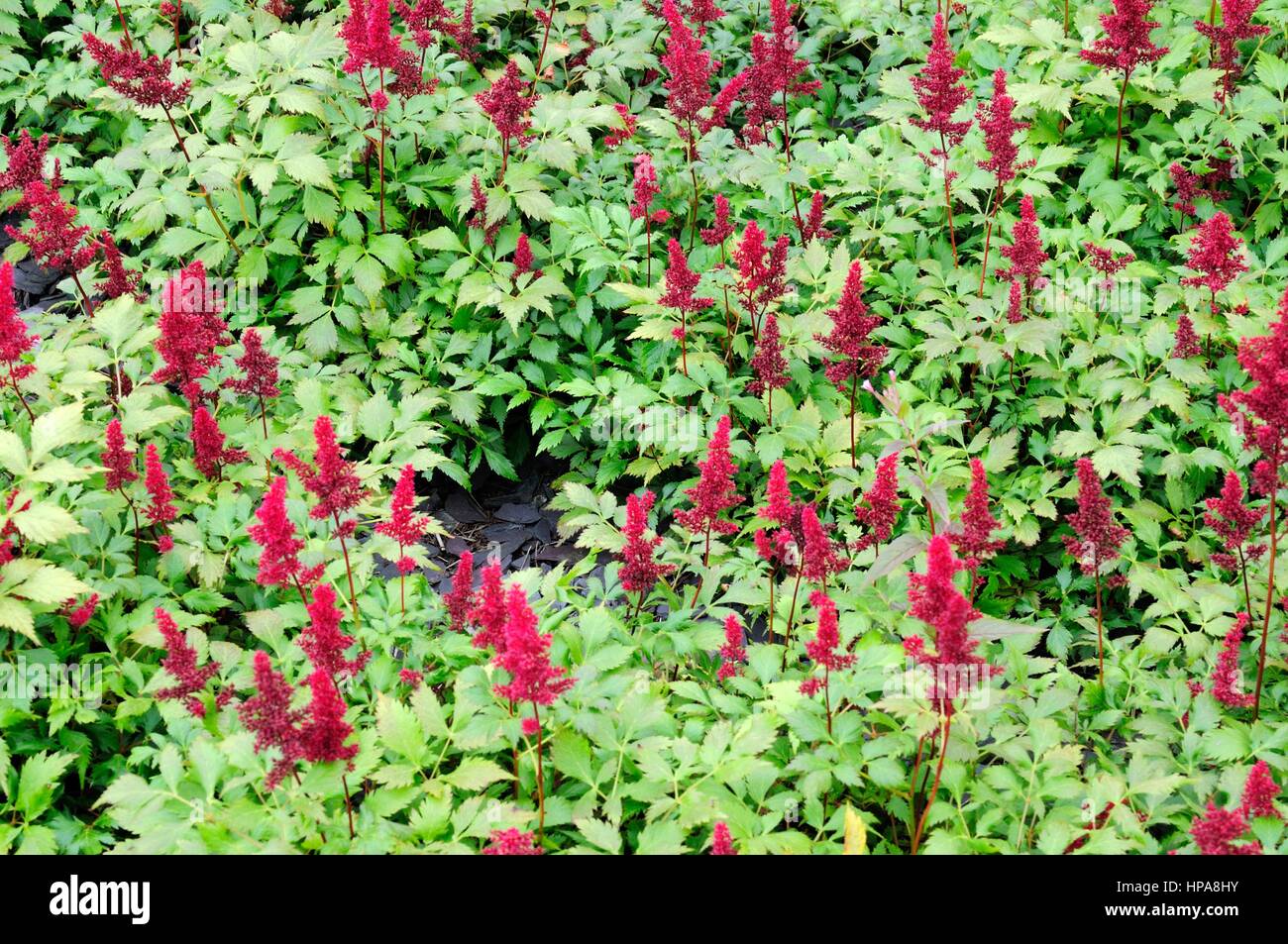 Astilbe X Ardensii auch Saxifragaceae Stockfoto