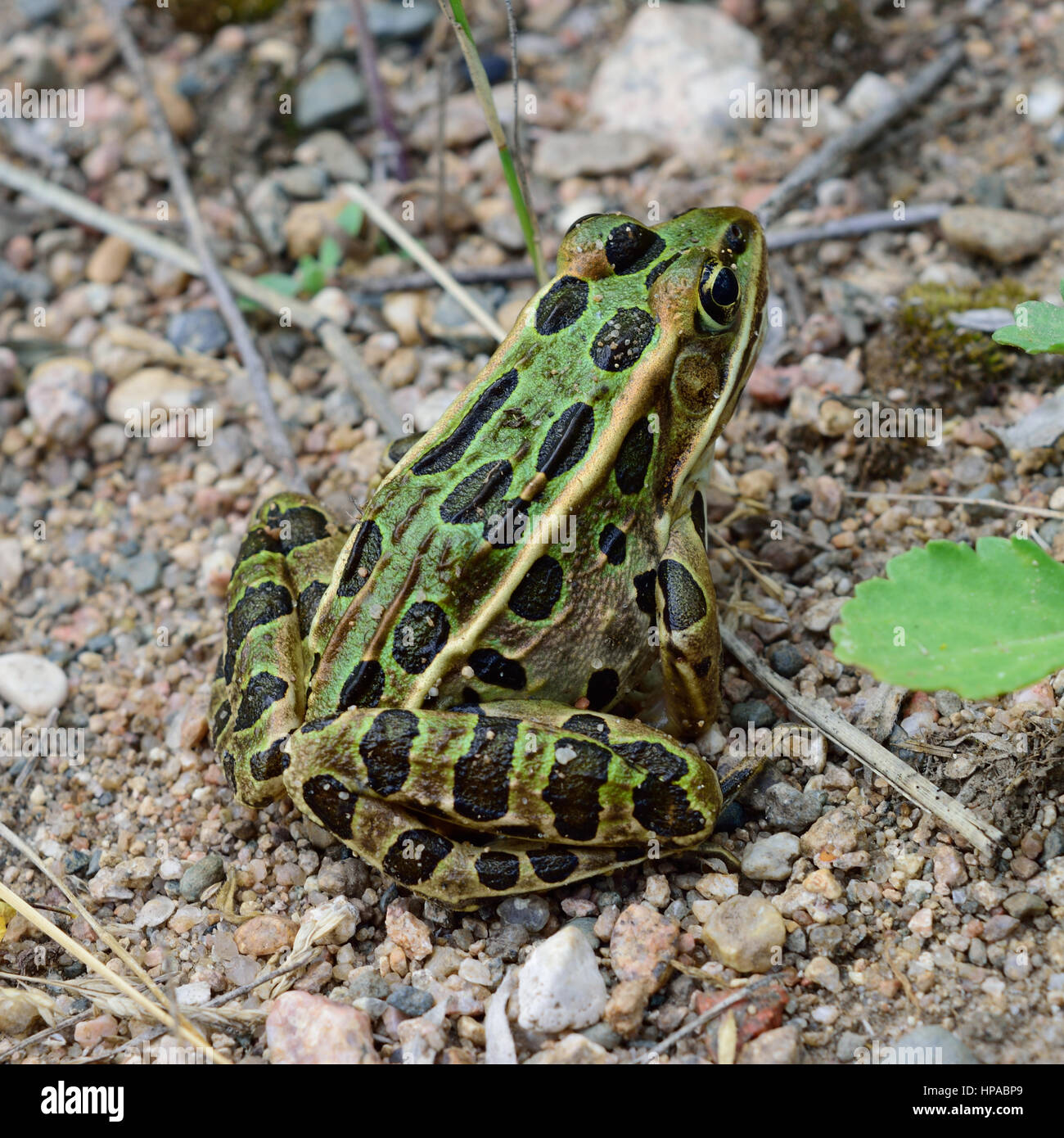 Detailansicht des nördlichen Leopard Frog (Lithobates Pipiens) Stockfoto