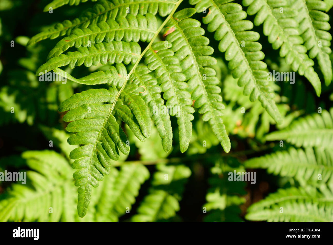 Adlerfarn (Pteridium Aquilinum) Farn Blatt Klinge Tipp Stockfoto