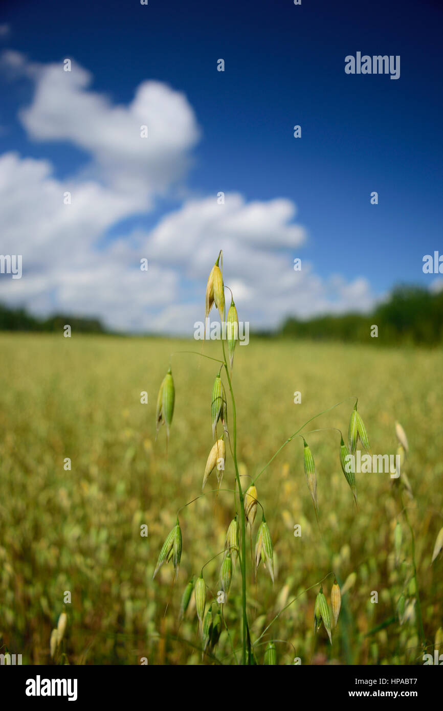 Nahaufnahme von Hafer in Feld Stockfoto