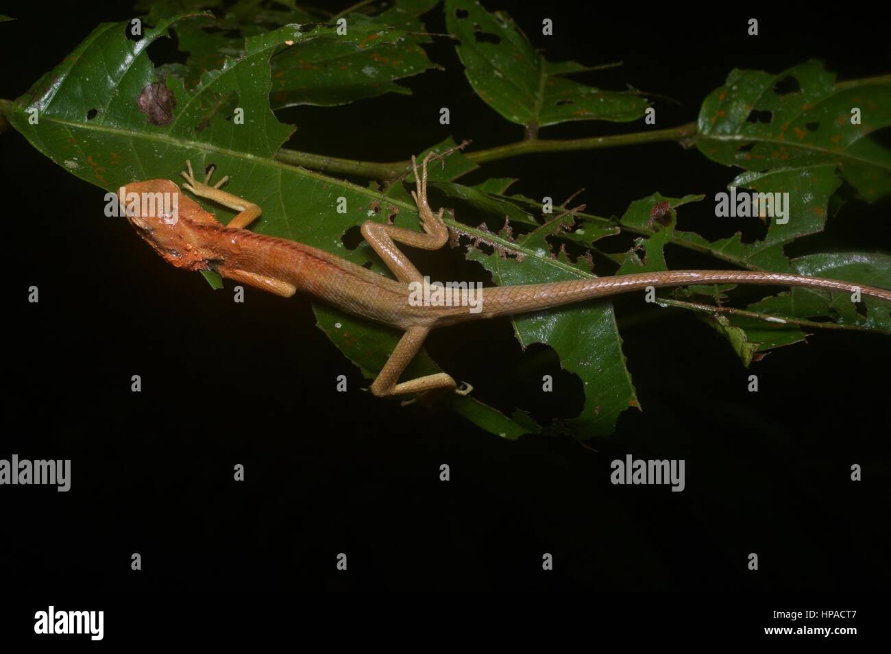 Eine gemeinsame Garten Eidechse (Calotes versicolor) schlafen in der Nacht im malaysischen Regenwald Stockfoto