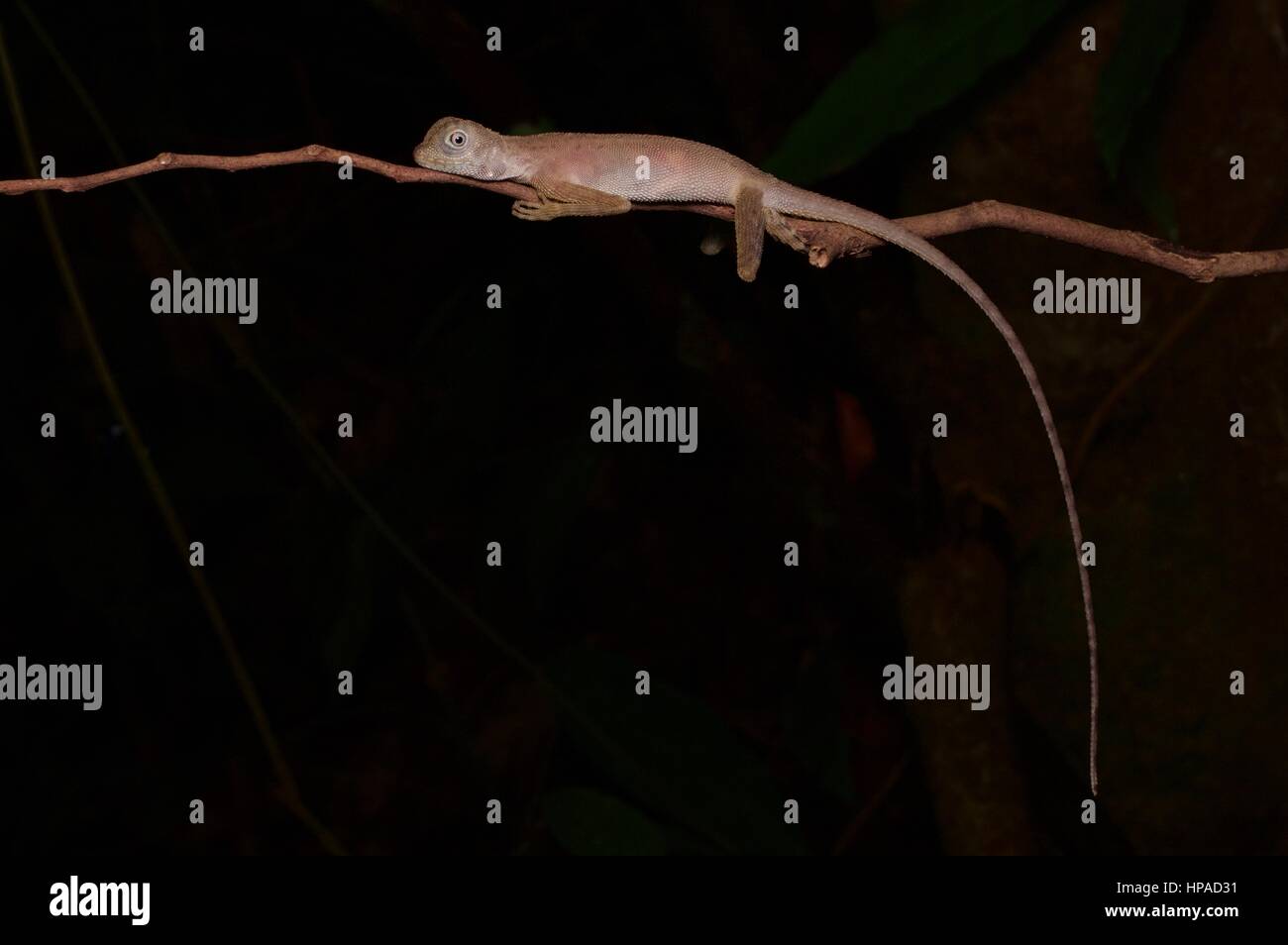 Ein düsterer Earless Agama (Aphaniotis Fusca) ruht in den malaysischen Regenwald bei Nacht Stockfoto