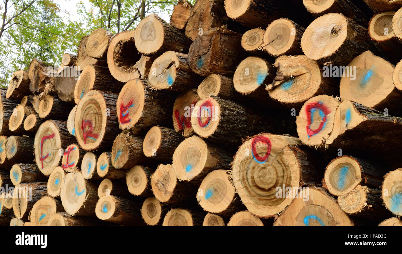 Skalierte Zucker-Ahorn (Acer Saccharum) Brennholz Stockfoto