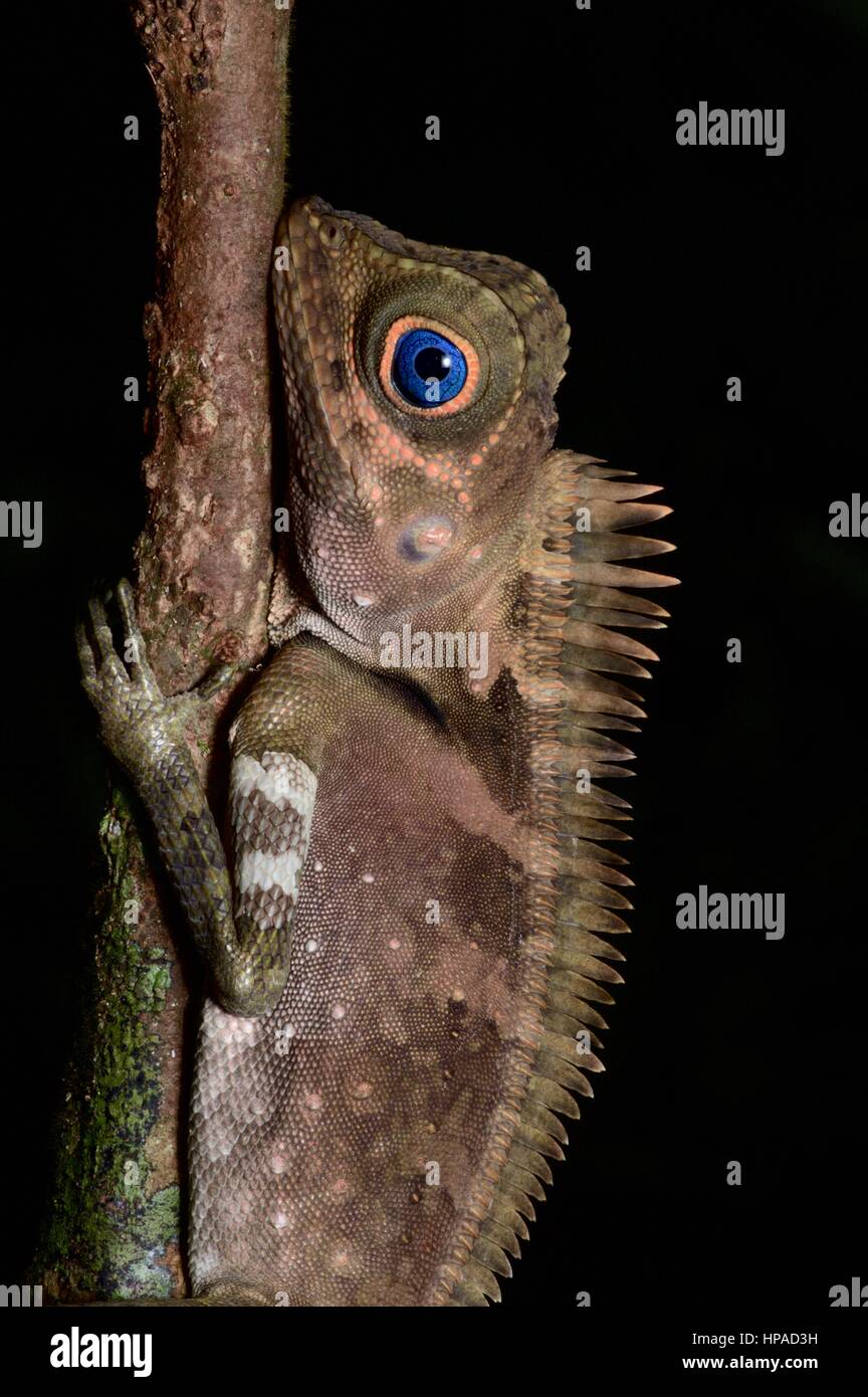 Eines erwachsenen männlichen blauäugige Wald Eidechse (Gonocephalus Liogaster) im Wald in der Nacht auf der Halbinsel Santubong, Sarawak, Ost-Malaysia, Borneo Stockfoto