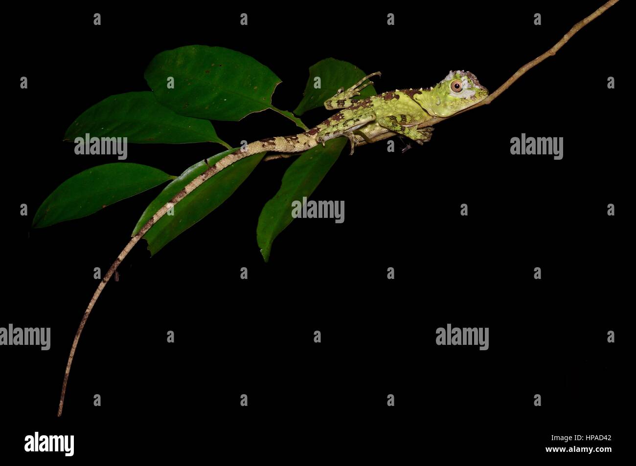 Eine blauäugige Wald Eidechse (Gonocephalus Liogaster) Ruhe im Wald in der Nacht in die Halbinsel Santubong, Sarawak, Ost-Malaysia, Borneo Stockfoto