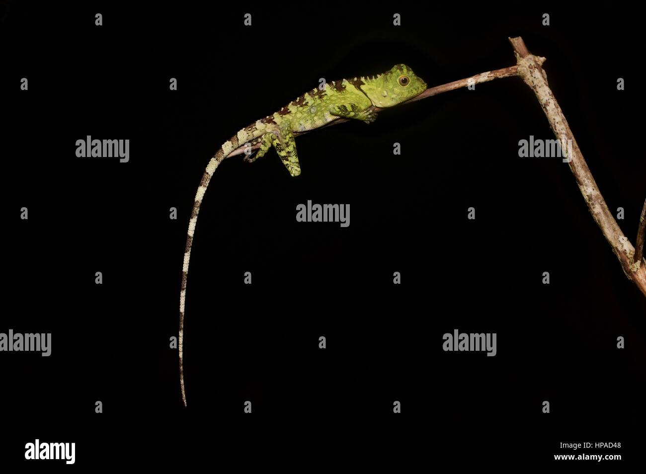 Eine blauäugige Wald Eidechse (Gonocephalus Liogaster) Ruhe im Wald in der Nacht in die Halbinsel Santubong, Sarawak, Ost-Malaysia, Borneo Stockfoto