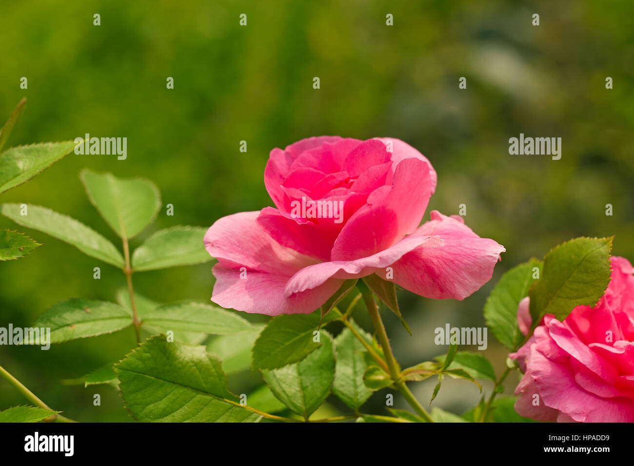 Rosa Rosen im Garten. Stockfoto