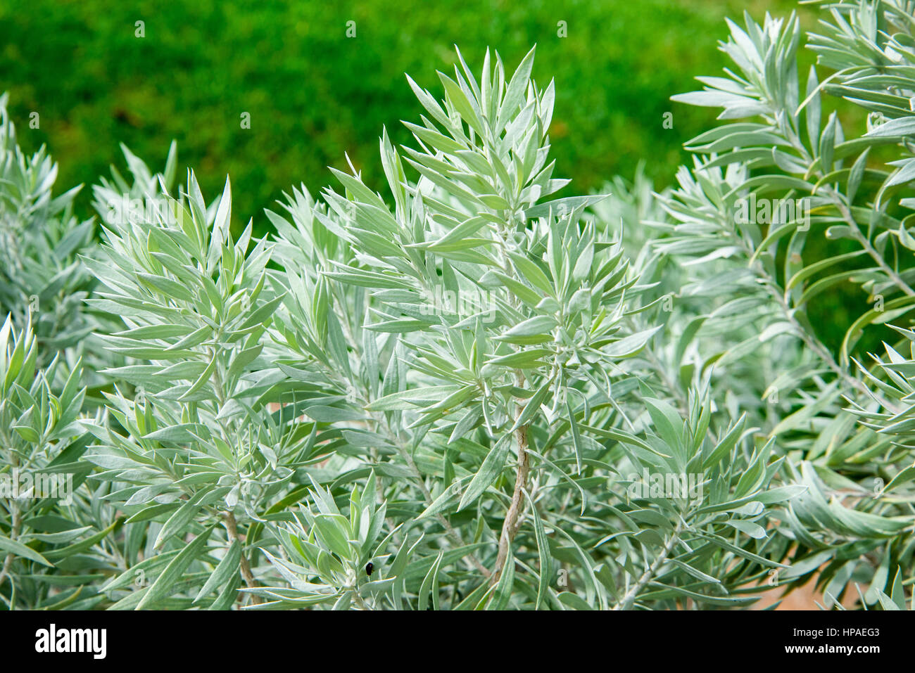 Silber Armut Bush (Eremophila Pterocarpa) im Kings Park und Botanischer Garten, Perth, Western Australia Stockfoto