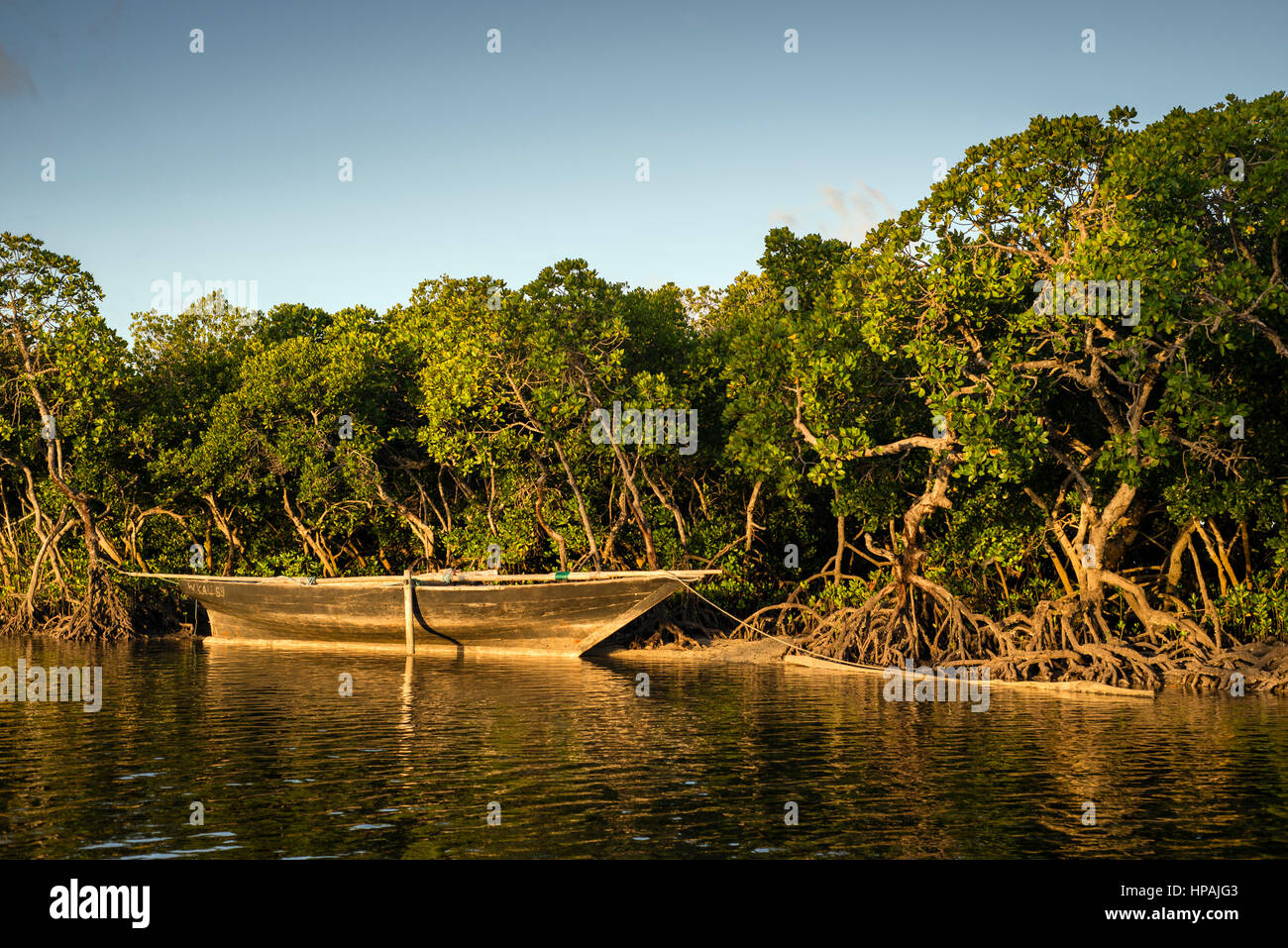 Mangroven auf Tumbatu Insel in der Nähe von Sansibar, Tansania
