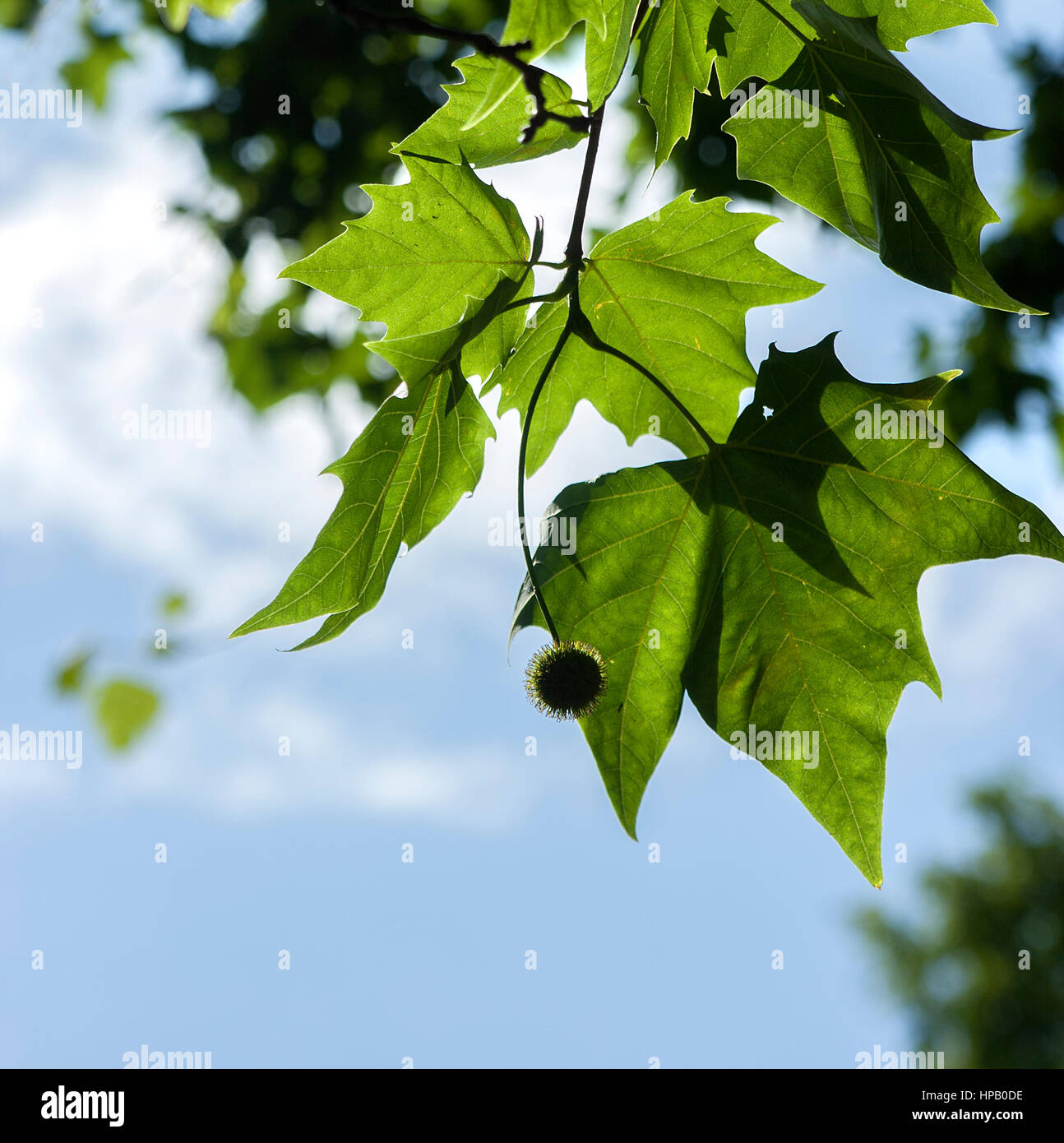 Ahornblättrige Platane Baum Blätter hinterleuchtete Stockfoto