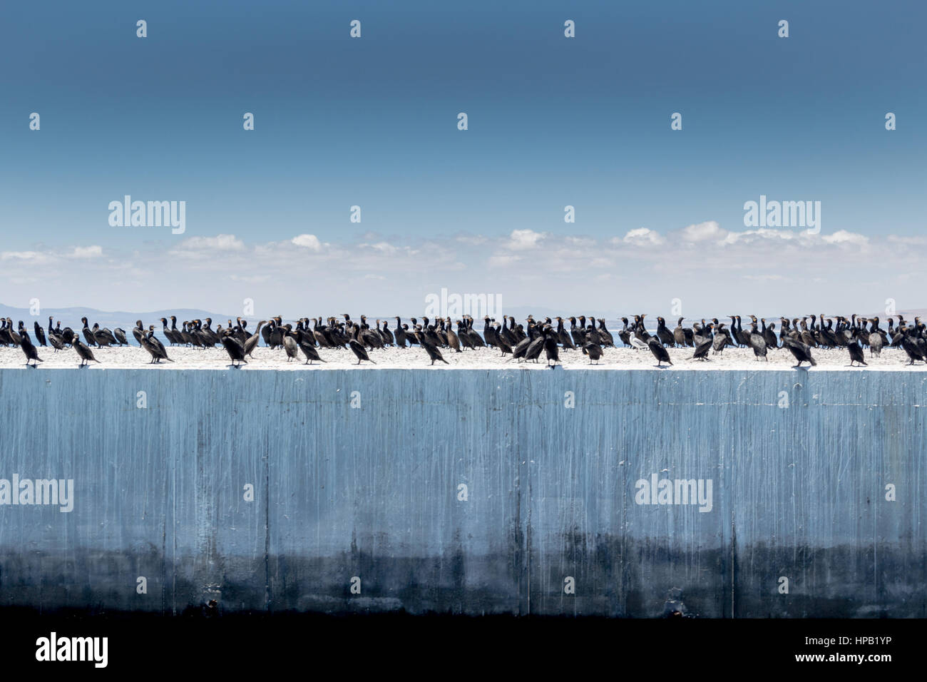 Kormoran Vögel auf Hafenmauer Stockfoto