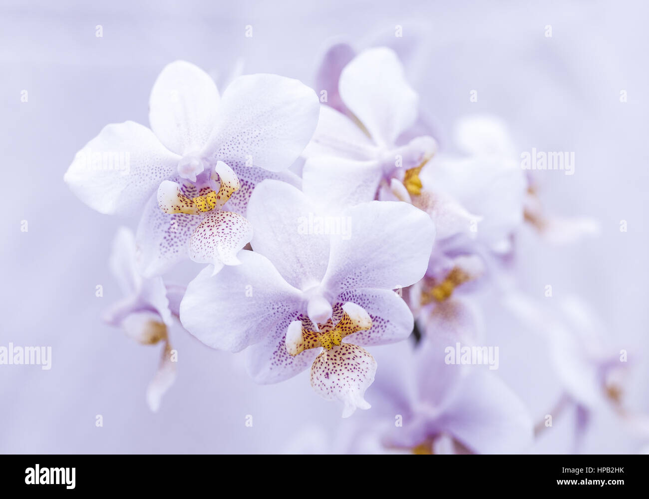 Orchideenblueten, weiss, Phalaenopsis Sorte Stockfoto