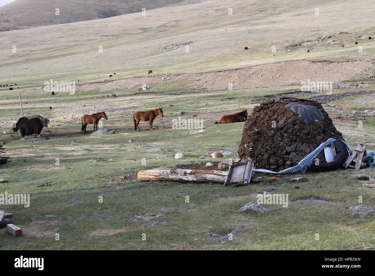 Mongolische Brennholz Stockfoto