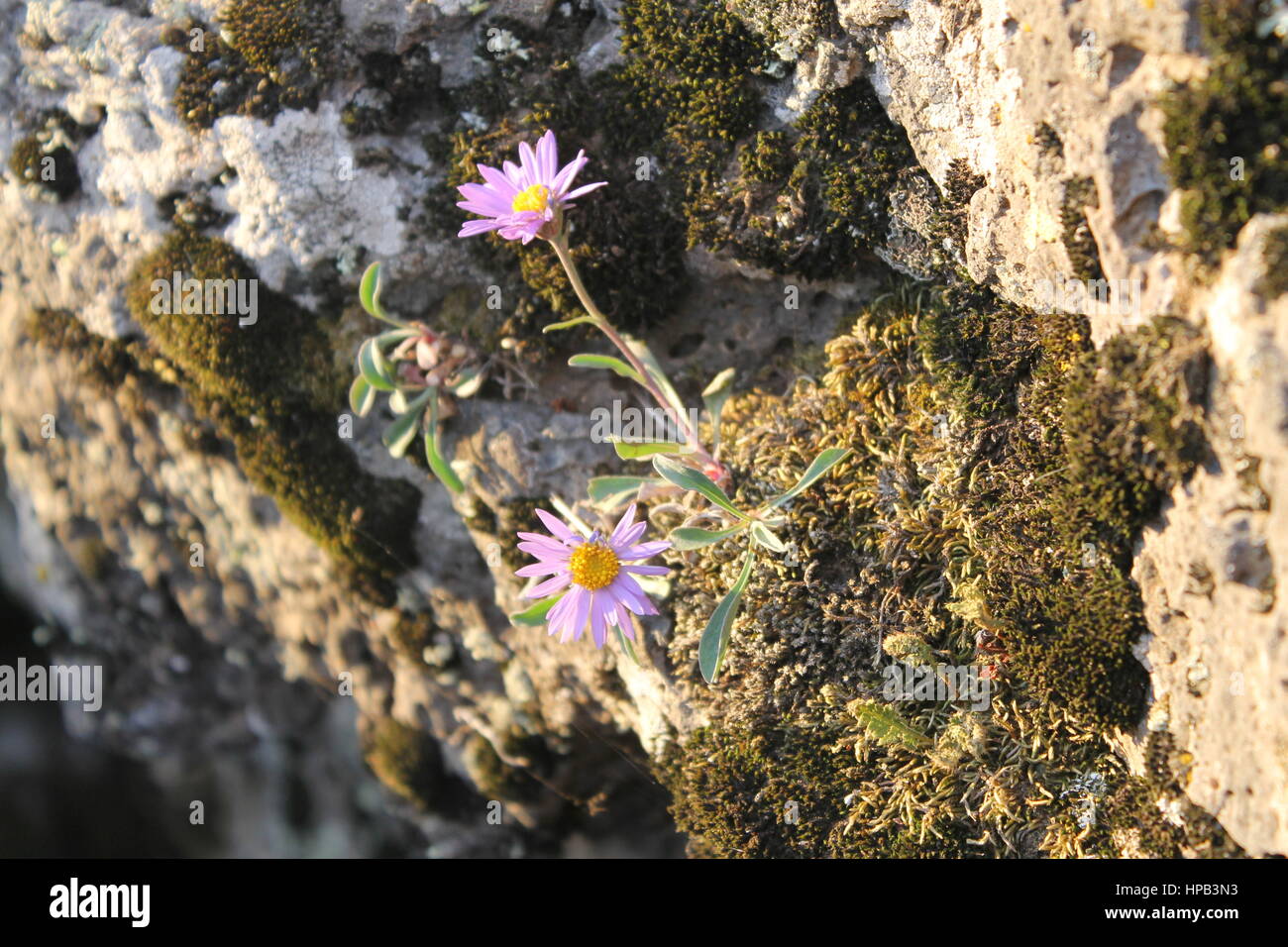 Mongolische Blume im Felsen Stockfoto