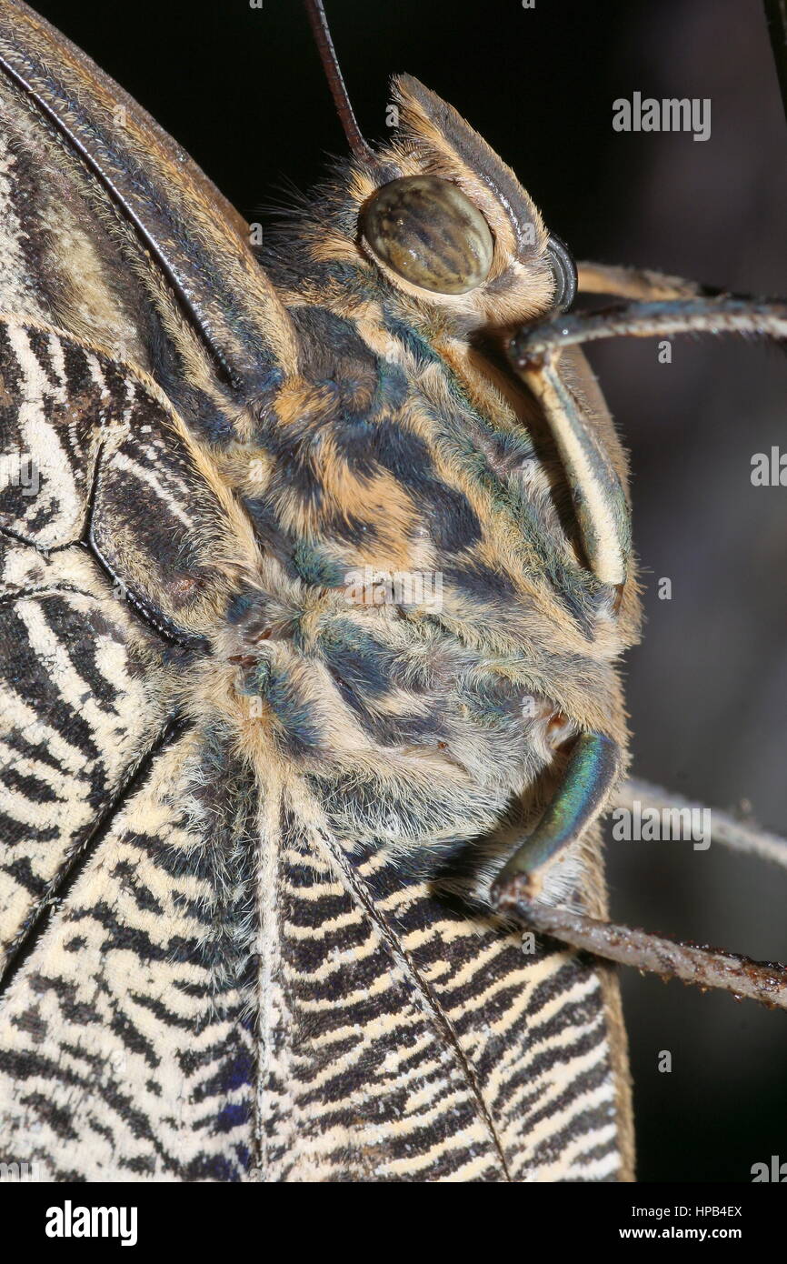 Riesigen blauen Morpho Schmetterling Stockfoto