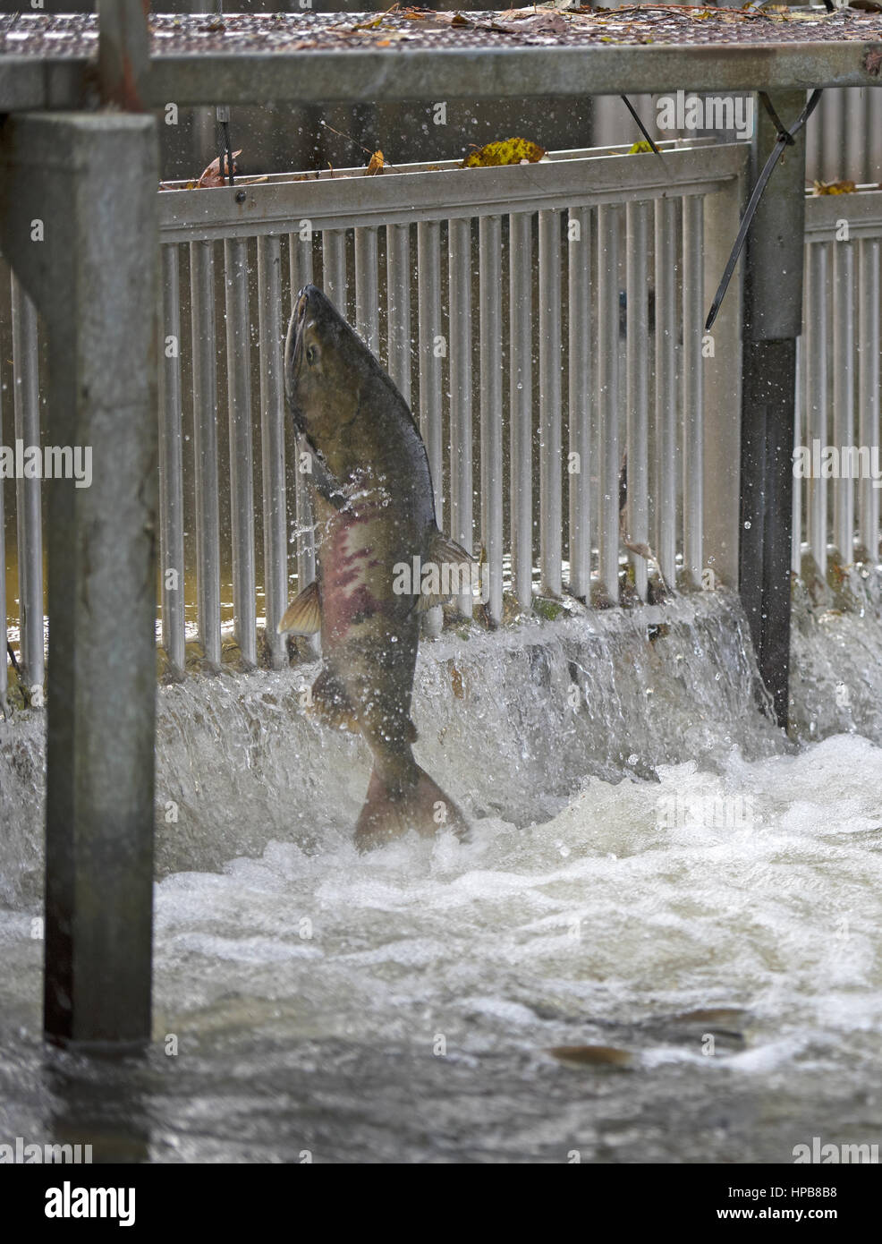 Chum Salmon auf ihrer jährlichen Wanderung der laichen in die Flüsse an der pazifischen Westküste von BC Kanada Stockfoto