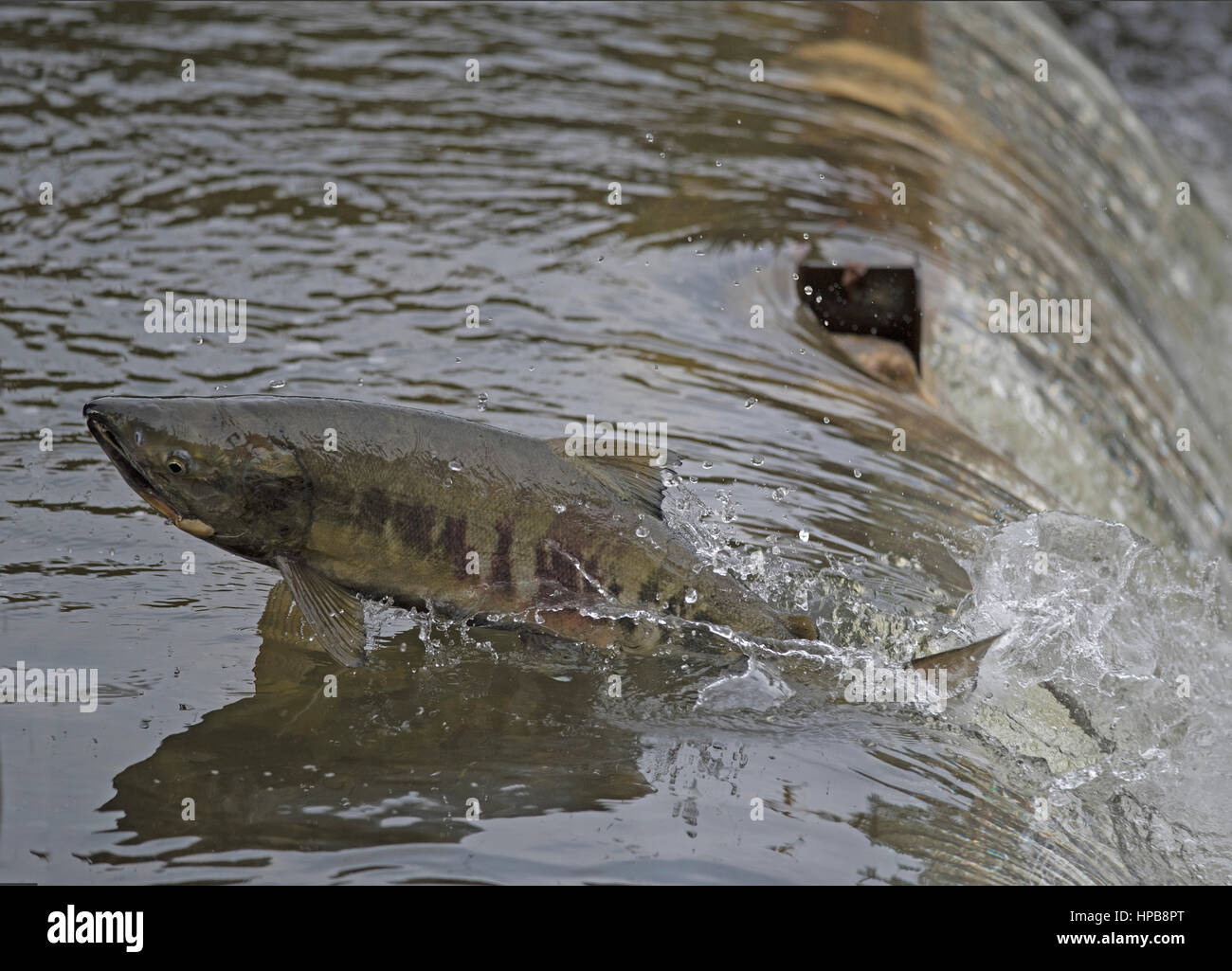 Chum Salmon auf ihrer jährlichen Wanderung der laichen in die Flüsse an der pazifischen Westküste von BC Kanada Stockfoto