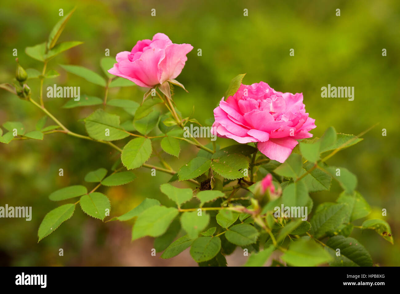 Rosa Rosen im Garten. Stockfoto