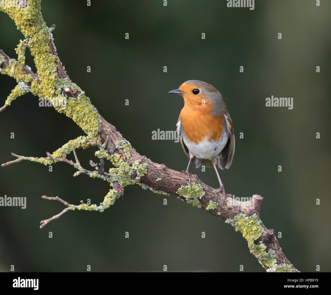 Robin, Wales, 2017 Stockfoto