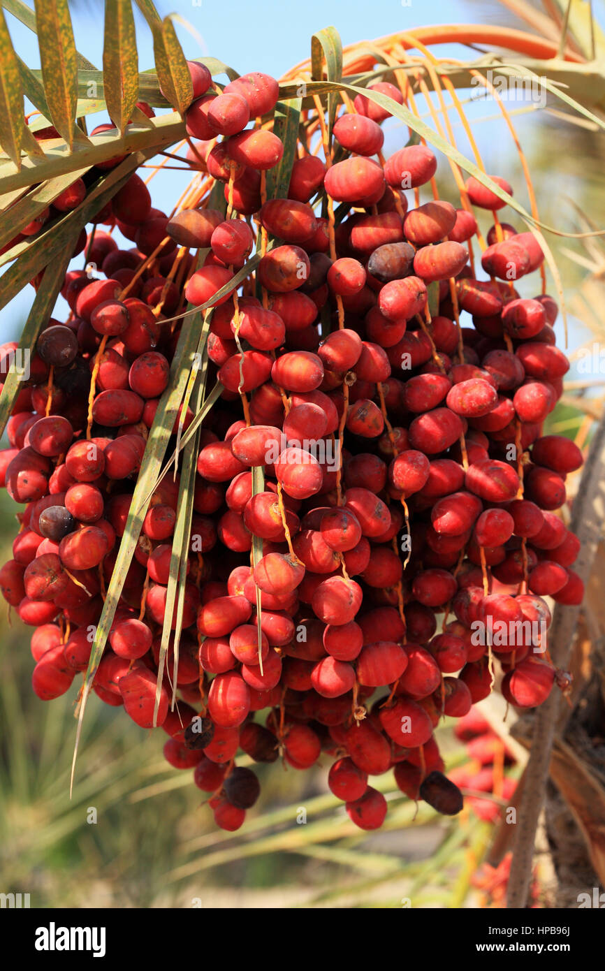 Termine auf Palme an der Küste des Roten Meeres Stockfoto
