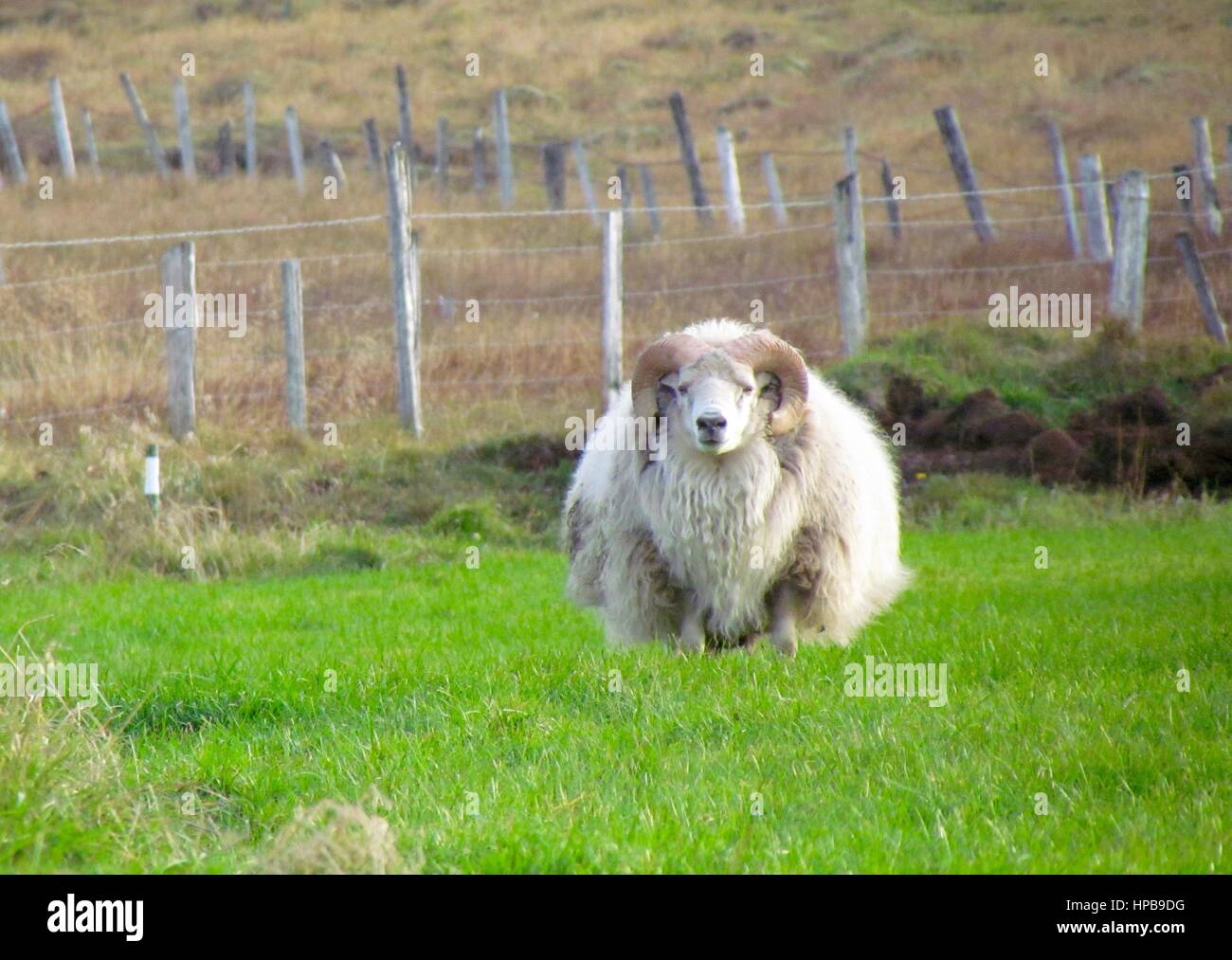 Schafe auf isländischen Bauernhof. Stockfoto