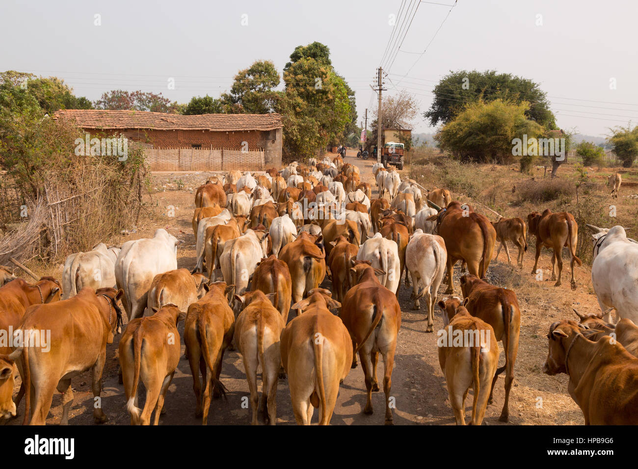 Indien Rinder; Indien Dorf Szene; Eine Herde von Kühen auf der Straße in einem indischen Dorf, Maharashtra Staat, Indien, Asien Stockfoto