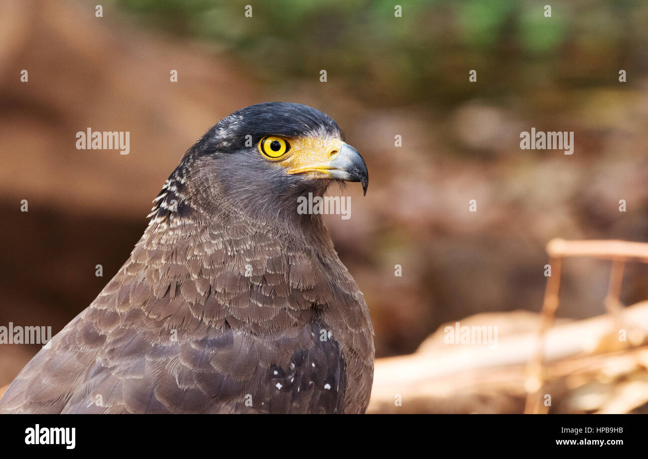 Crested Serpent Eagle, Spilornis Cheela, Bundesstaat Maharashtra, Indien, Asien Stockfoto