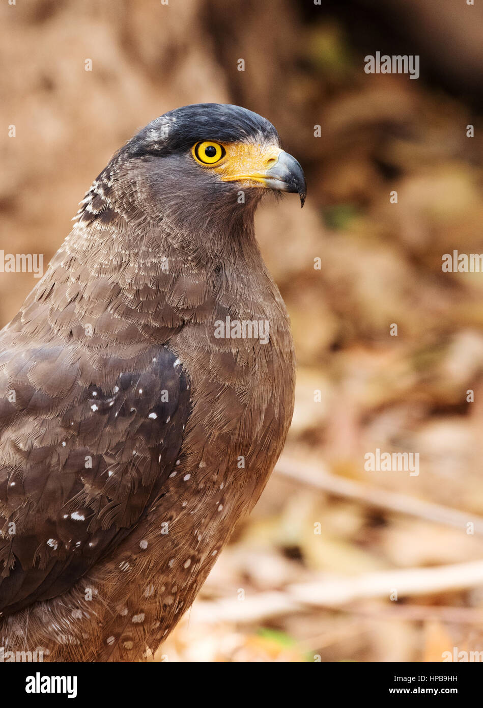 Crested Serpent Eagle, -Spilornis Cheela, ein Vogel der Beute, Tadoba Nationalpark, Bundesstaat Maharashtra, Indien Asien Stockfoto