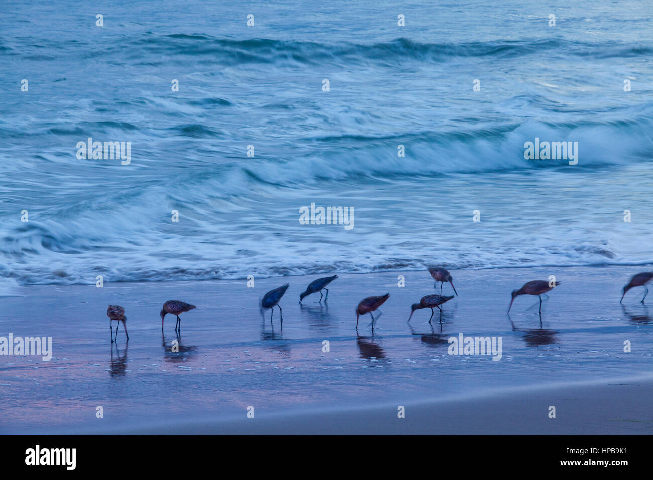 marmorierte Godwits suchen am Strand nach Nahrung während einer nebeligen Sonnenuntergang am Hendry Beach, Santa Barbara, Kalifornien Stockfoto
