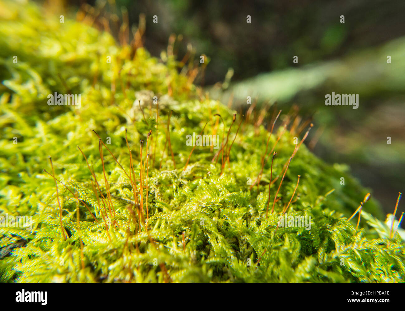 Moos im Fokus Stockfoto