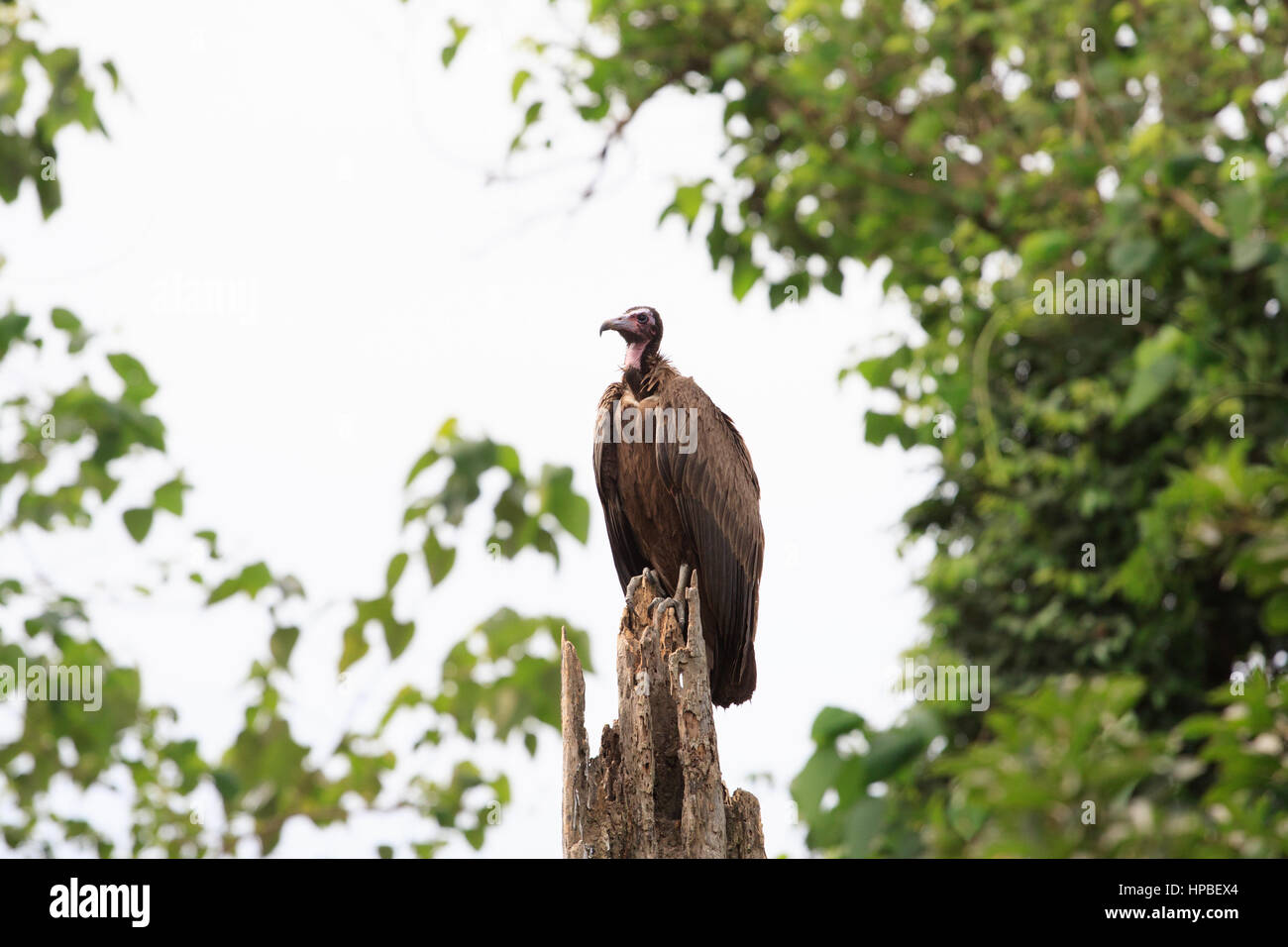 Vom Aussterben bedrohte mit Kapuze Geier (Necrosyrtes Monachus) auf dem Fluss Gambia Stockfoto