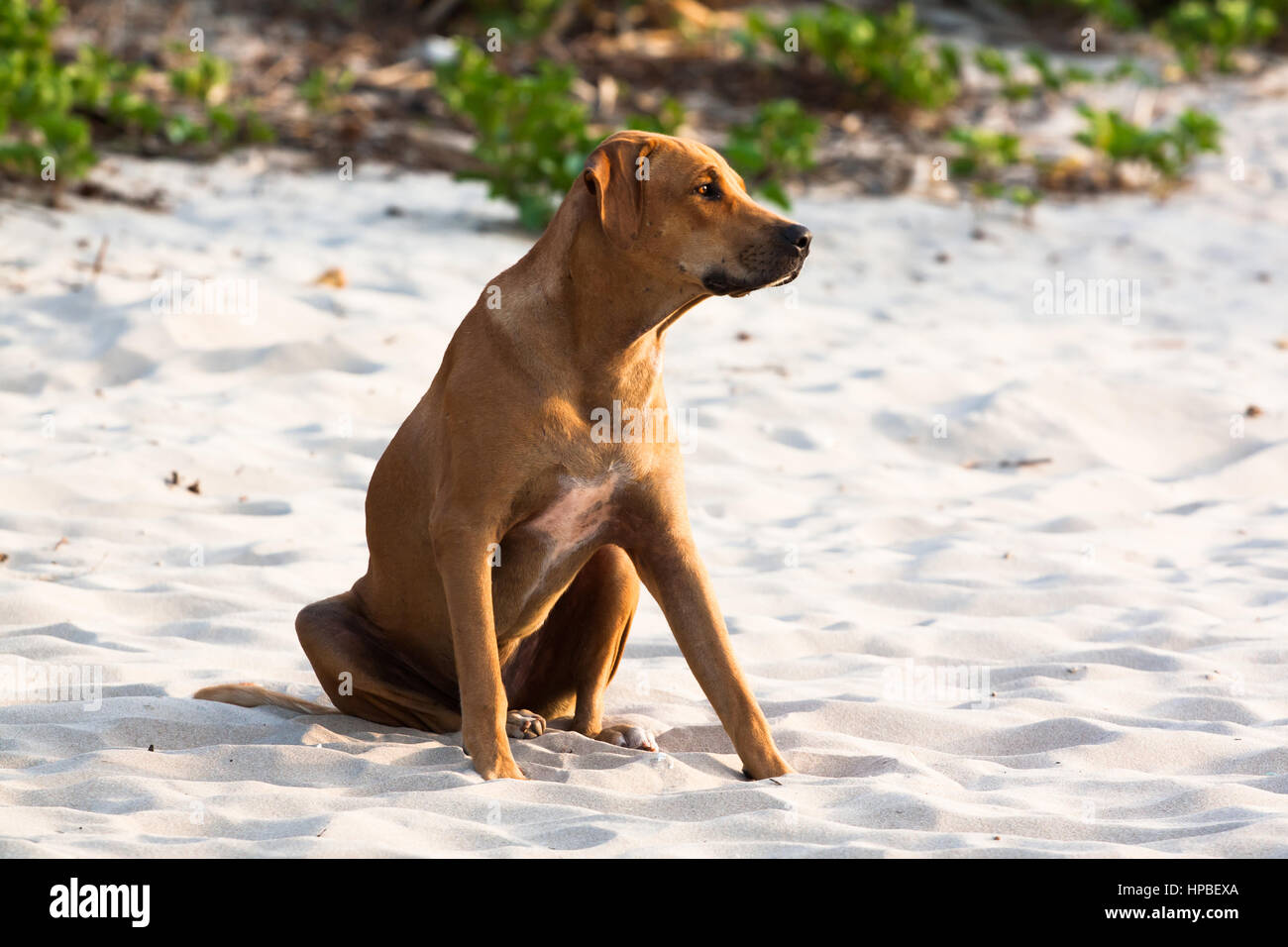 Junge Fila Brasileiro (brasilianische Dogge) Hund an einem weißen Sandstrand in Gambia Stockfoto