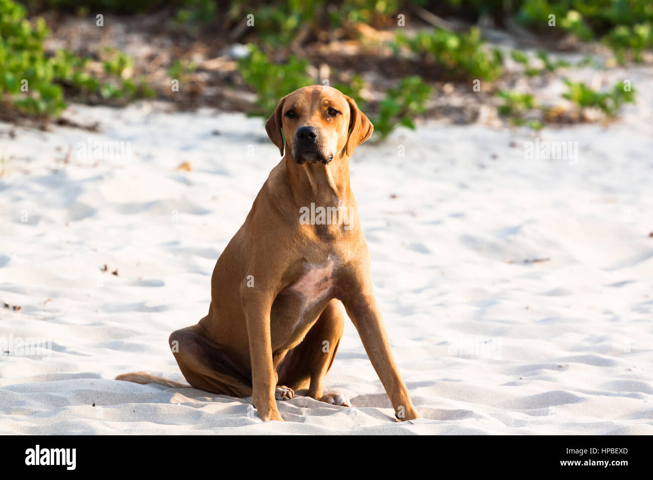 Junge Fila Brasileiro (brasilianische Dogge) Hund an einem weißen Sandstrand in Gambia Stockfoto