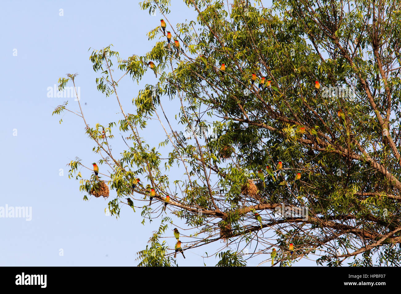 Red-throated Bienenfresser (Merops Bulocki) in einem Baum auf ihren Nistplatz in Gambia Stockfoto