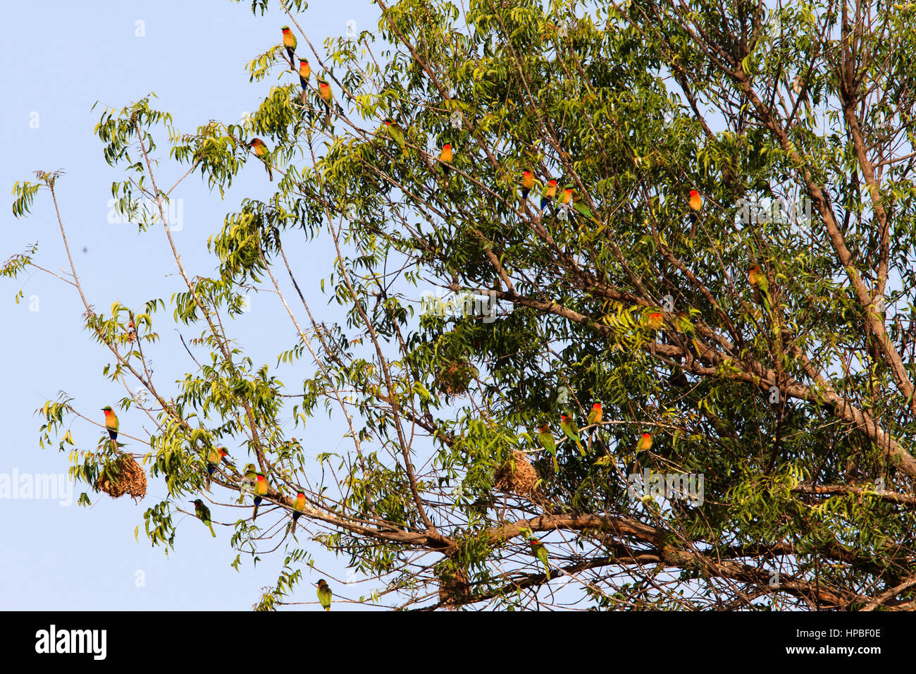Red-throated Bienenfresser (Merops Bulocki) in einem Baum auf ihren Nistplatz in Gambia Stockfoto
