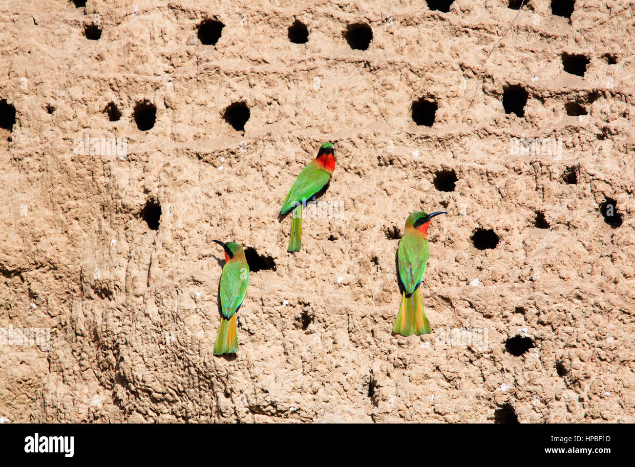 Red-throated Bienenfresser (Merops Bulocki) in ihren Höhlen in einem Schlamm-Steinbruch in Gambia Stockfoto