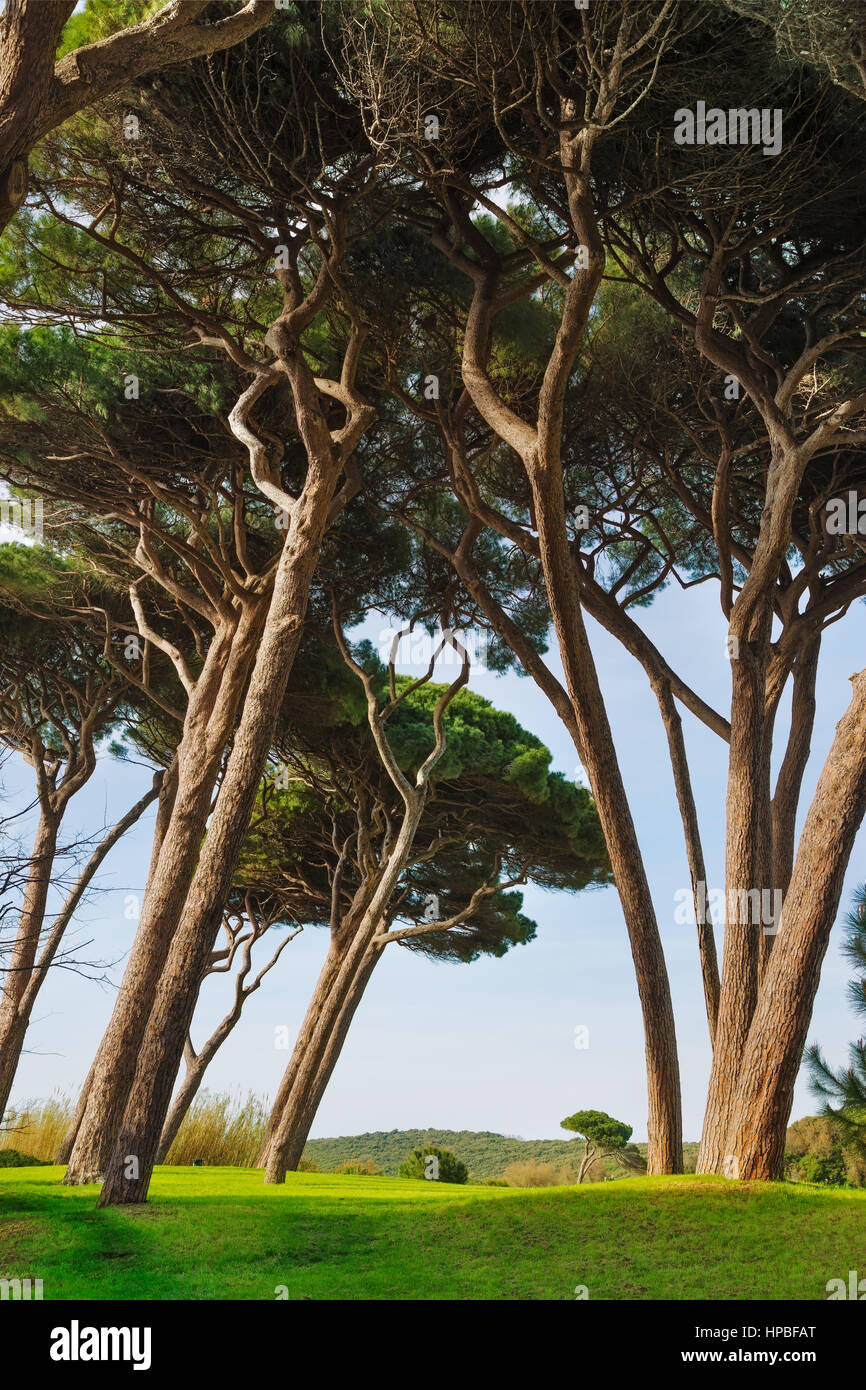 Maritime Pine Tree Gruppe. Baratti, Maremma, Piombino, Toskana, Italien. Stockfoto