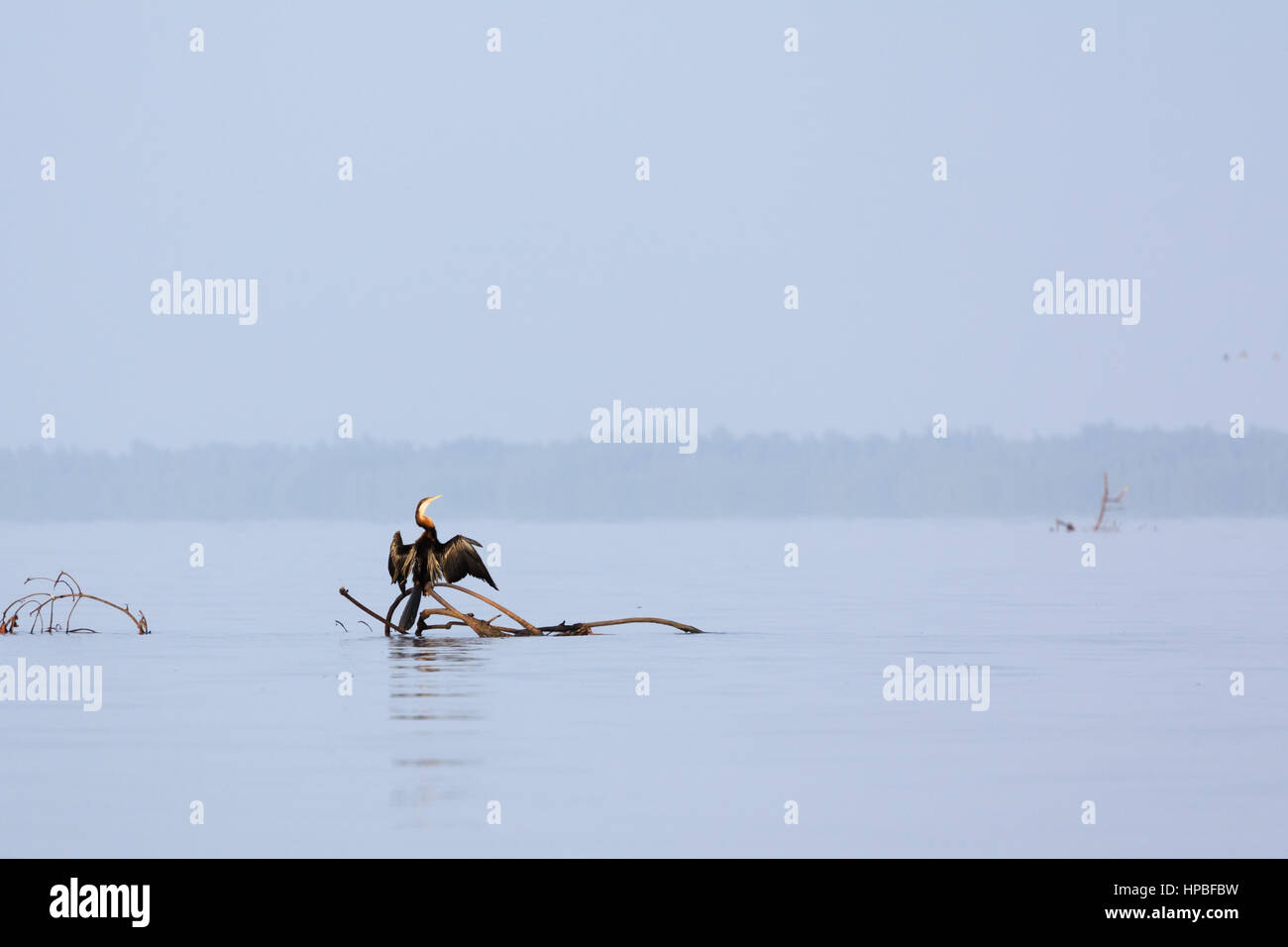 Afrikanische darter, Anhinga Rufa, auf einem Zweig Trocknung seine Flügel in der Nähe von Mangroven auf den Fluss Gambia gehockt Stockfoto