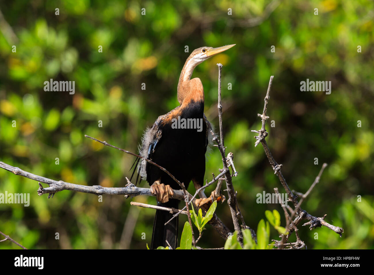 Afrikanische darter, Anhinga Rufa, in Mangroven auf den Fluss Gambia gehockt Stockfoto