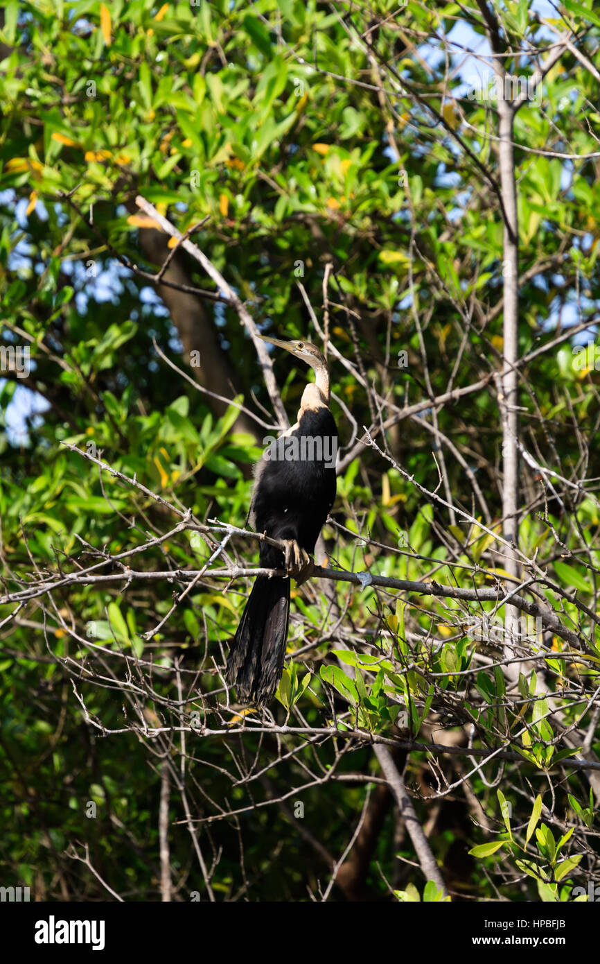 Afrikanische darter, Anhinga Rufa, in Mangroven auf den Fluss Gambia gehockt Stockfoto