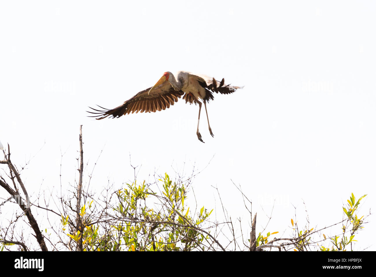 Gelb-billed Storch (Mycteria Ibis) Landung auf einem Baum auf dem Fluss Gambia Stockfoto