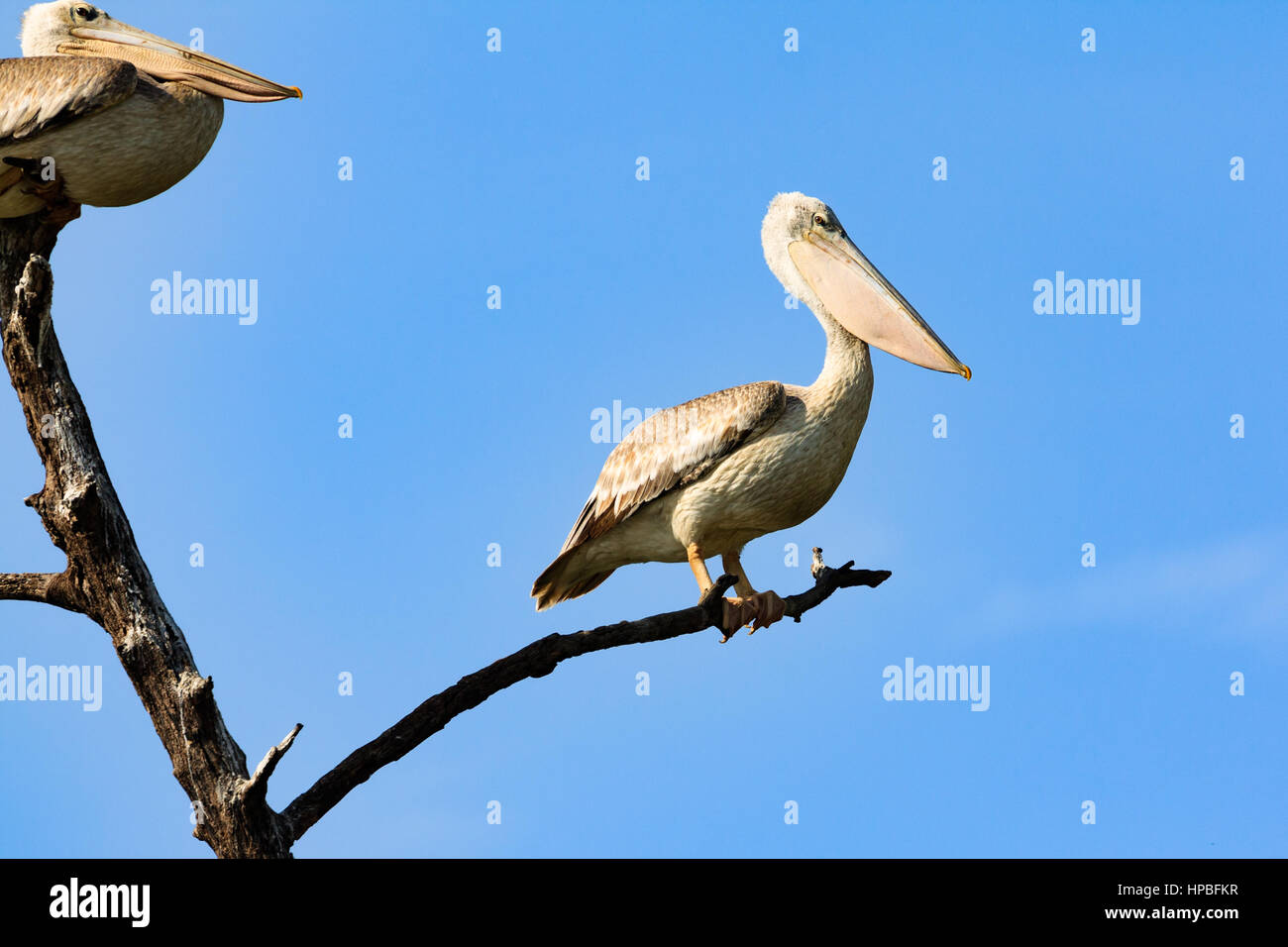 Rosa-backed Pelikane (Pelecanus saniert) thront auf einem Baum am Fluss Gambia Stockfoto