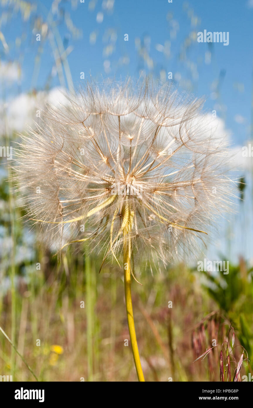 Hypochaeris Radicata, auch bekannt als Catsear, Flatweed, Katze-Ohr, behaarte Katze Ohr oder falscher Löwenzahn Stockfoto