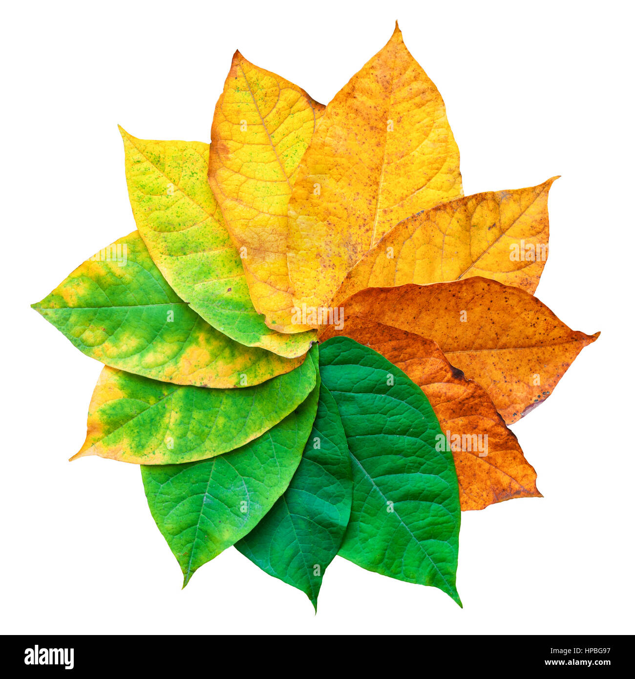 Bunte Blätter, die isoliert auf weißem Hintergrund Stockfoto