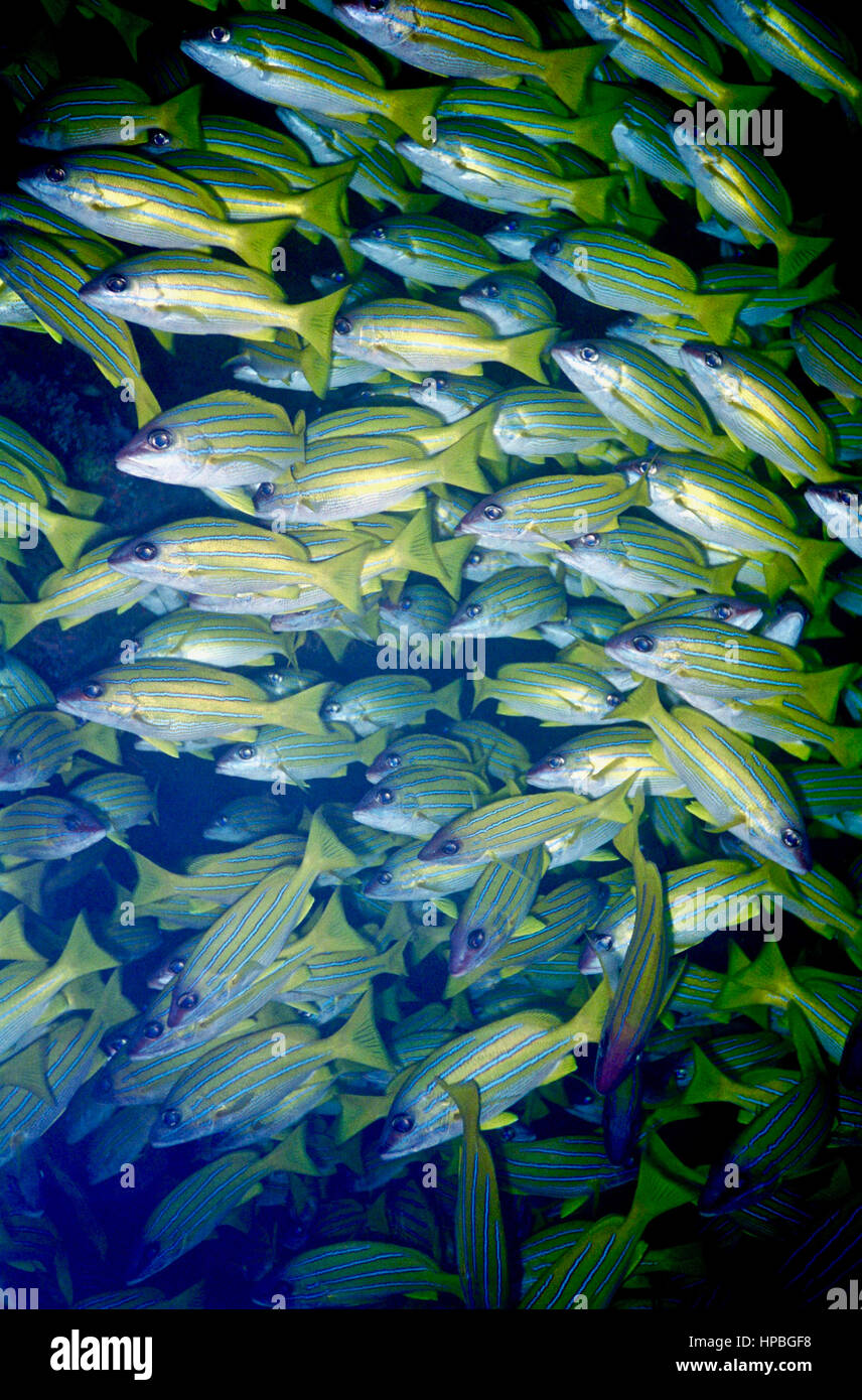 Bluestripe Schnapper (Lutjanus Kasmira) befinden sich im Roten Meer und im indischen und Pazifischen Ozean. Sie leben in der Nähe von Korallenriffen. Malediven. Stockfoto