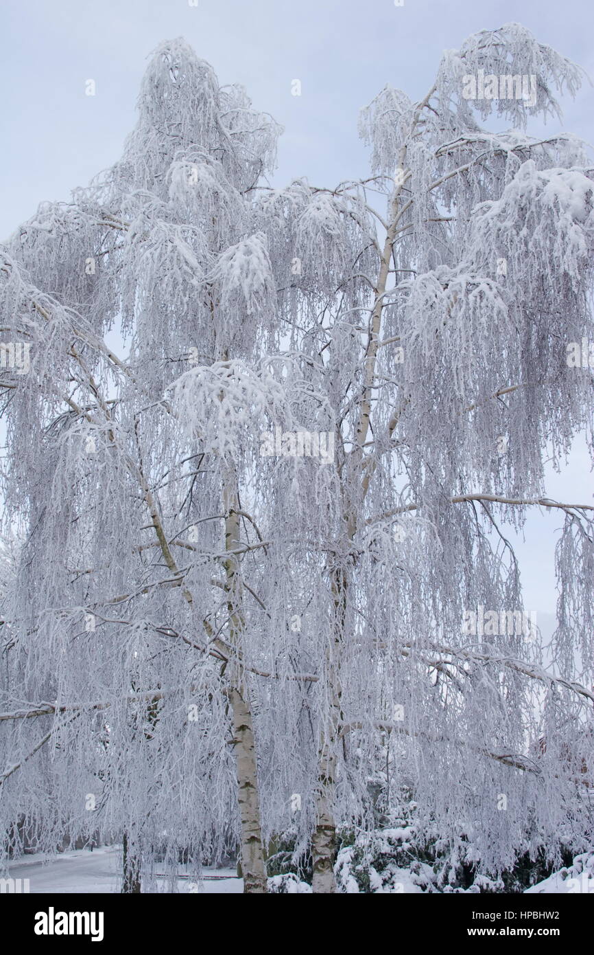 Schnee beladene Silver Birch, Basingstoke, Hampshire. Stockfoto