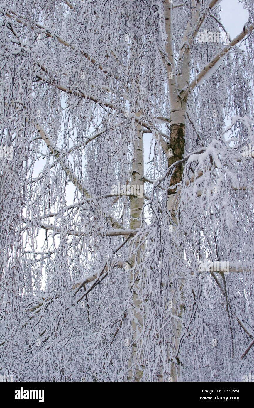 Schnee beladene Silver Birch, Basingstoke, Hampshire. Stockfoto